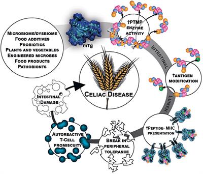 Microbial Transglutaminase Is Immunogenic and Potentially Pathogenic in Pediatric Celiac Disease